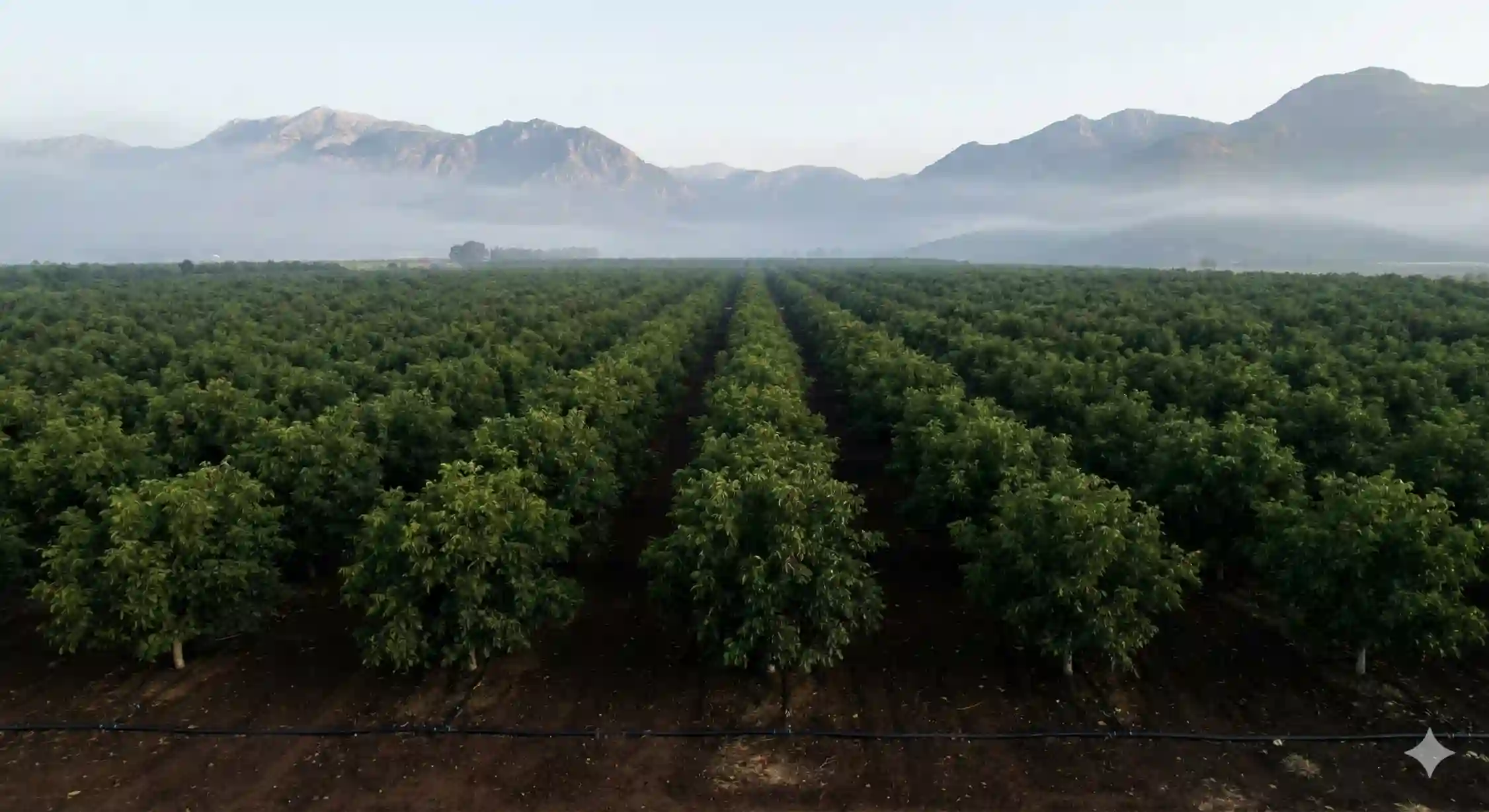 نمای هوایی از احداث باغ گردو مدرن در مقیاس صنعتی.