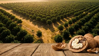 نقشه راه سرمایه گذاری در باغ گردو؛ سود میلیاردی با ۷ نکته طلایی